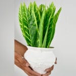 Ceramic Pottery Manufacturer