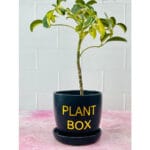 Ceramic Pottery Manufacturer