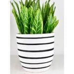 Ceramic Pottery Manufacturer