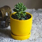 Ceramic Pottery Manufacturer