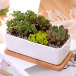 Ceramic Pottery Manufacturer