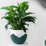 Ceramic Pottery Manufacturer