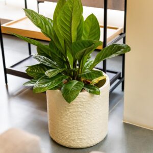Ceramics Pots and Planters