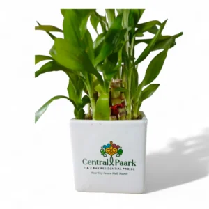 Personalized gifts Ceramic Planter with Logo Printing – Corporate Gifting Plant Pot