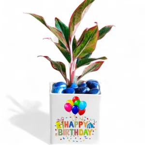 Happy Birthday Printed Ceramic Planter with Plant & Decorative Pebbles