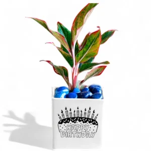 Happy Birthday Printed Ceramic Planter with Plant – Unique Green Gift