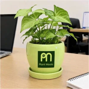 Custom Logo Ceramic Planter with Saucer – Branded Plant Mools Pot