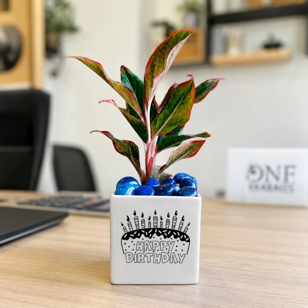 Happy Birthday Printed Ceramic Planter with Plant – Unique Green Gift