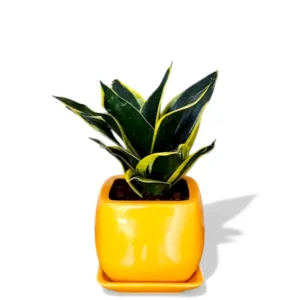 Sunny Yellow Glossy Square Ceramic Planter with Tray