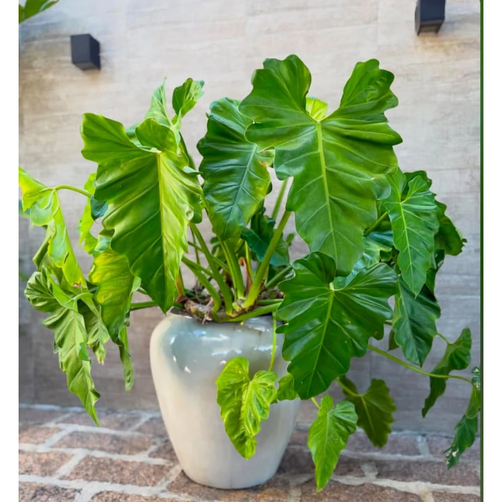 Glossy ceramic floor planter