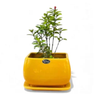 Sunshine Yellow Rectangular Ceramic Planter