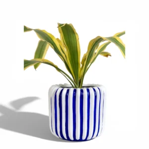 Ceramic Pots and Planters