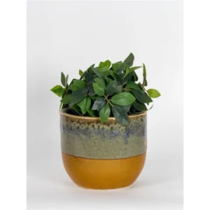 AmberMist Dual-Tone Ceramic Planter