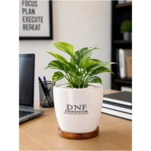 Classic Tapered Ceramic Desk Planter with Wooden Base