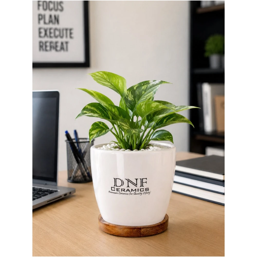 Classic Tapered Ceramic Desk Planter with Wooden Base